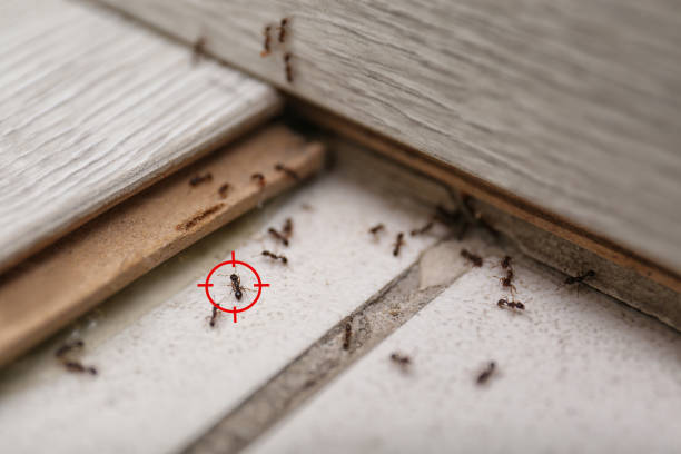 Best Wildlife Control Services  in Princeton, IL
