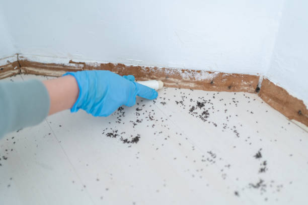 Best Pest Control for Homes  in Princeton, IL